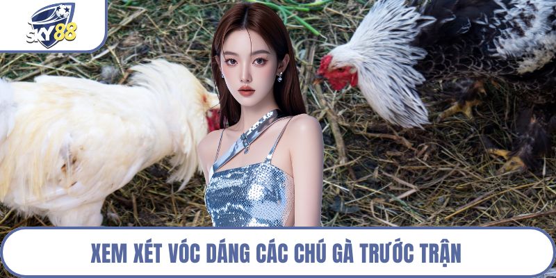 Xem xét vóc dáng các chú gà trước trận